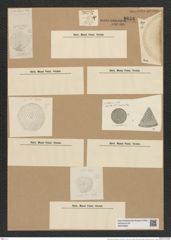 Coscinodiscus lineatus Ehr. (de-Toni-Nr.: Genus 202, Species 4900) Zeichnungen Sammlung Grunow Nr. 8656 (NHMW-BOT-W0378062)